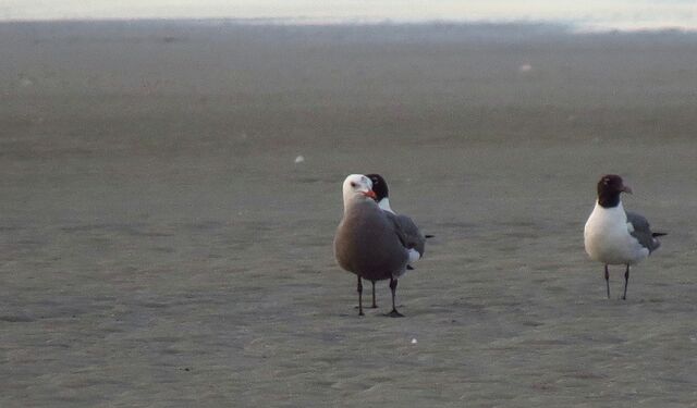 Heermann's Gull