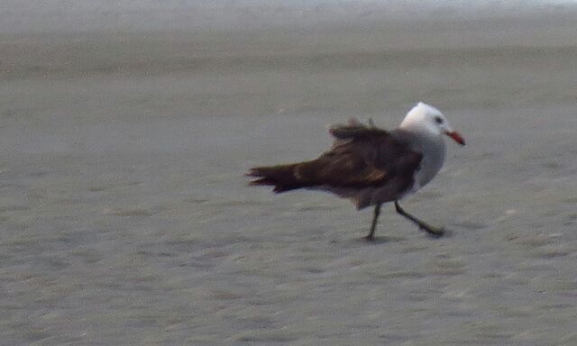 Heermann's Gull