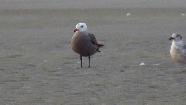 Heermann's Gull