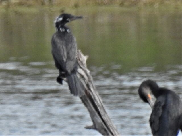 Neotropic Cormorant