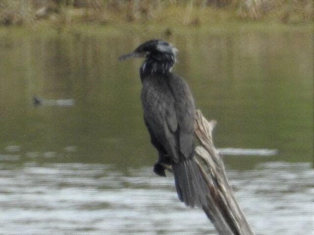 Neotropic Cormorant