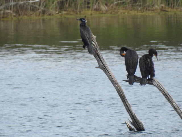 Neotropic Cormorant