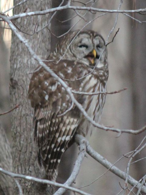 Barred Owls