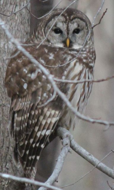 Barred Owls