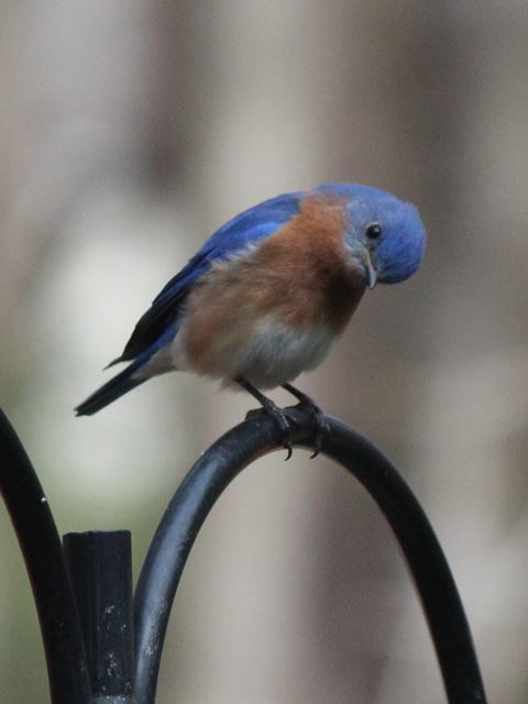 Eastern Bluebirds