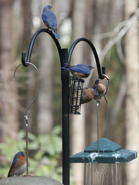 Eastern Bluebirds