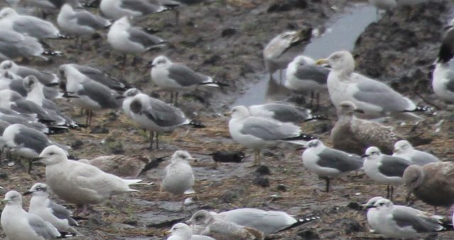 Iceland Gull