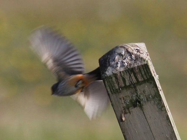 Vermilion Flycatcher