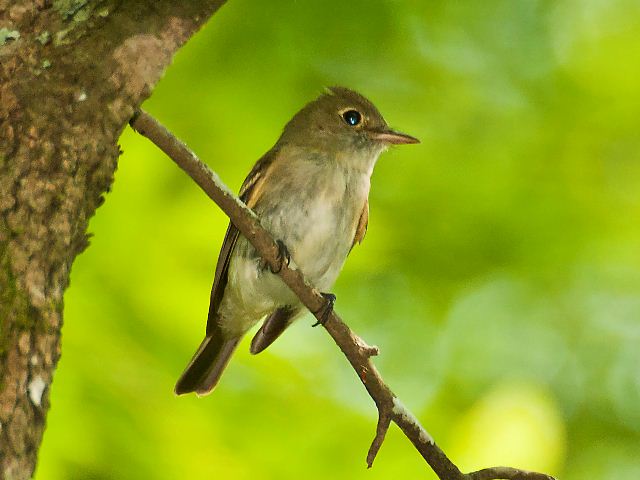 Acadian Flycatcher