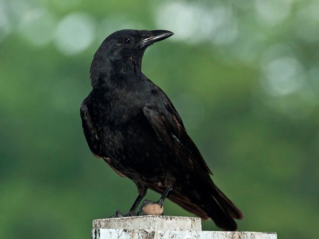 American Crow