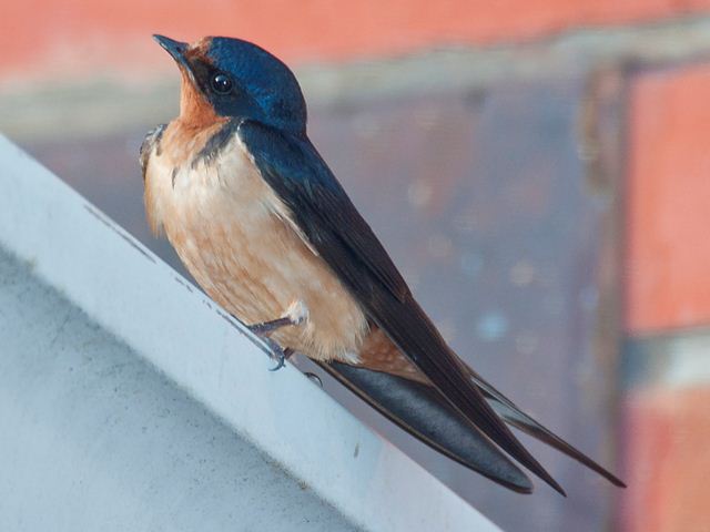 Barn Swallow