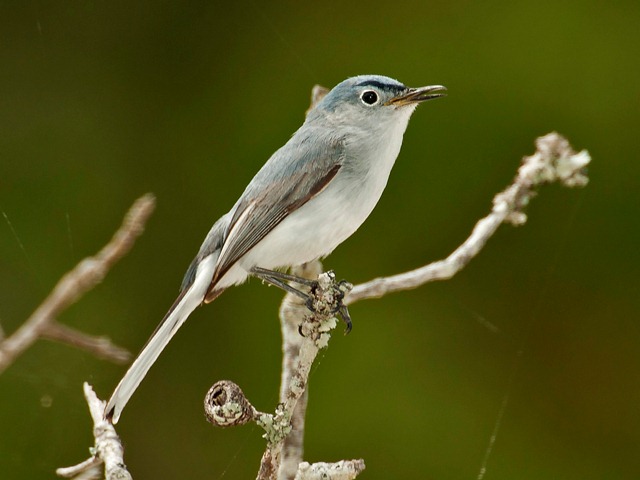 Blue-gray Gnatcatcher