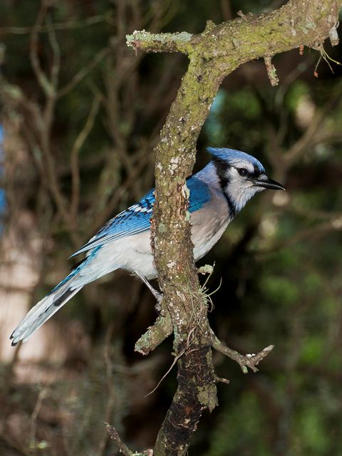 Blue Jay