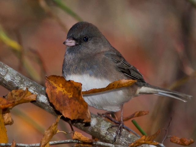 Dark-eyed Junco