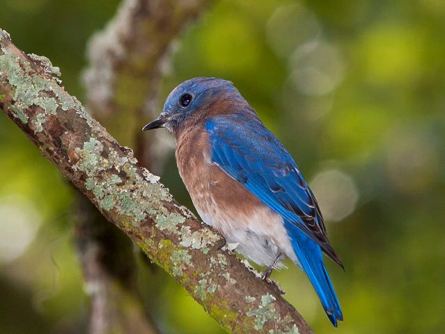 Eastern Bluebird