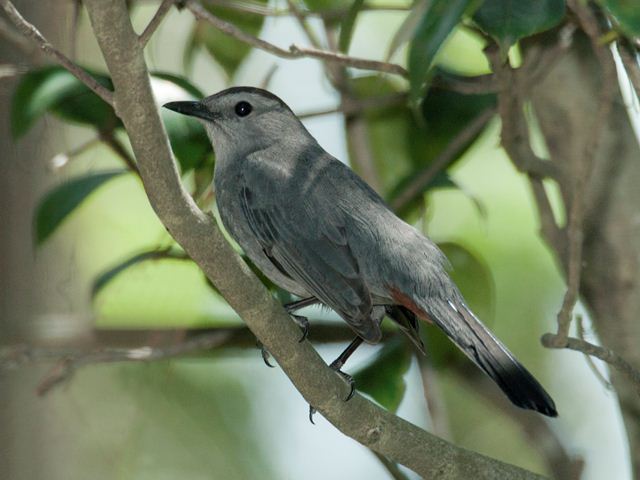 Gray Catbird