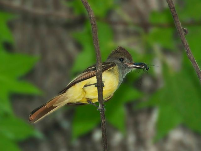 Great Crested Flycatcher