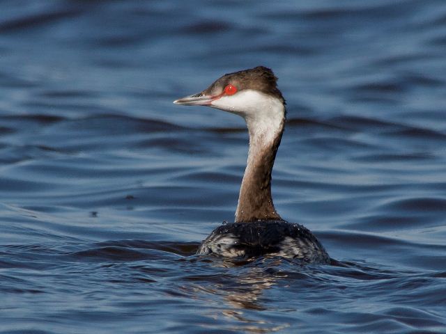 Horned Grebe