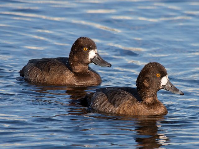 Lesser Scaup