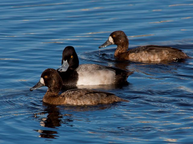 Lesser Scaup