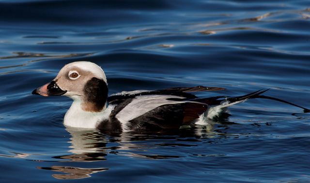 Long-tailed Duck