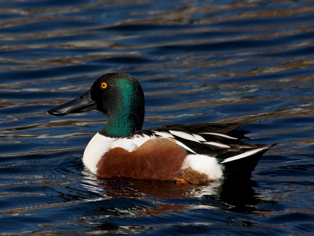 Northern Shoveler