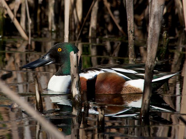 Northern Shoveler