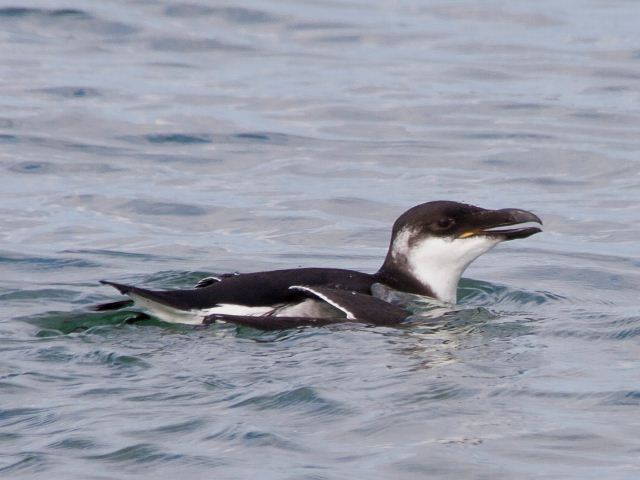 Razorbill