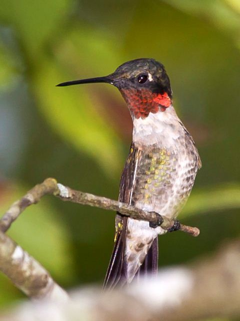 Ruby-throated Hummingbird