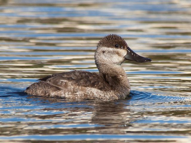 Ruddy Duck