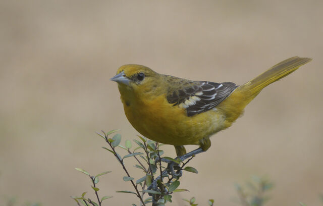 Baltimore Oriole