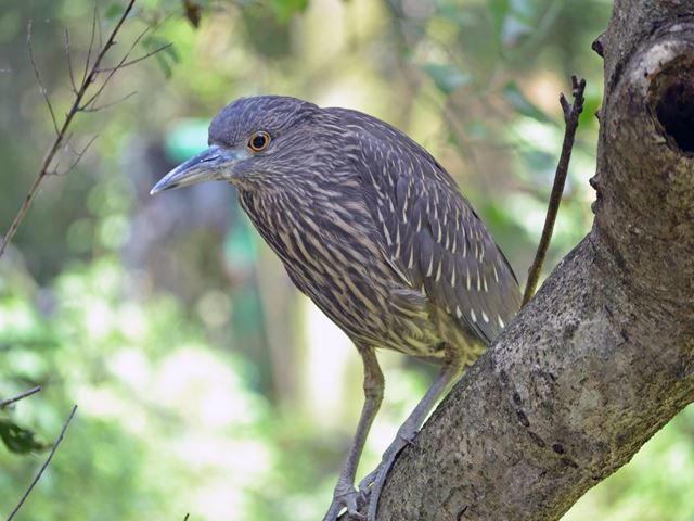 Juvenile Black-crowned Night-Heron at Orlando Wetlands Par…