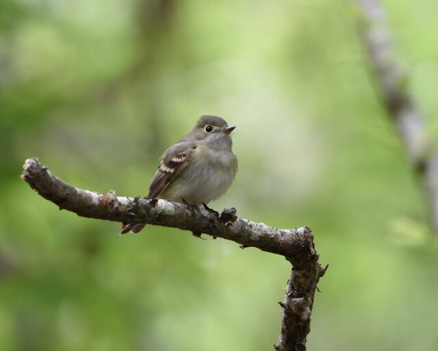 Acadian Flycatcher