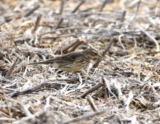 American Pipit