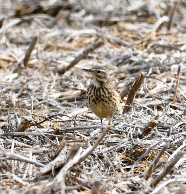 American Pipit