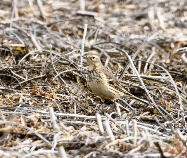 American Pipit