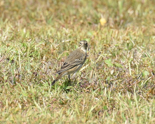 American Pipit