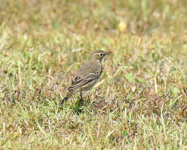 American Pipit