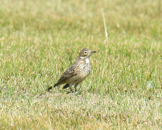 American Pipit