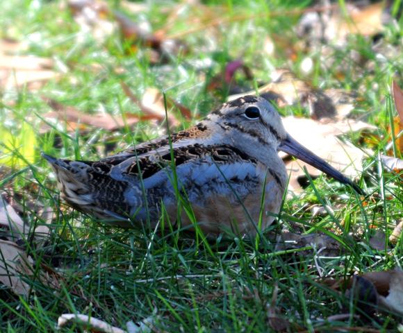 American Woodcock