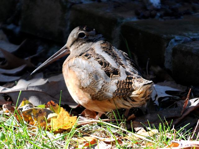 American Woodcock