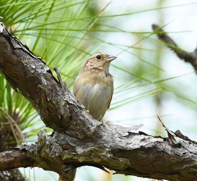 Bachman's Sparrow