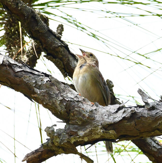 Bachman's Sparrow