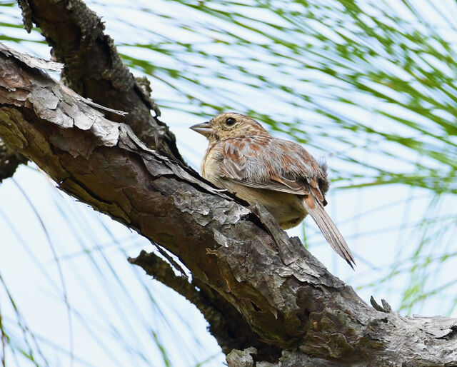 Bachman's Sparrow