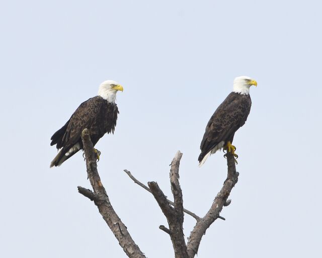 Bald Eagle