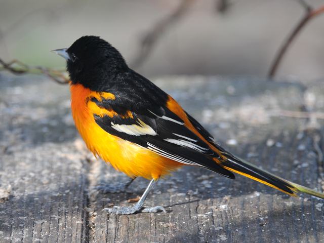 Baltimore Oriole