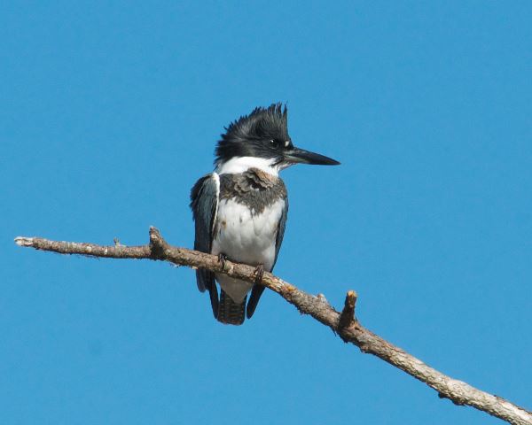 Belted Kingfisher