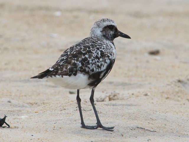 Black-bellied Plovers