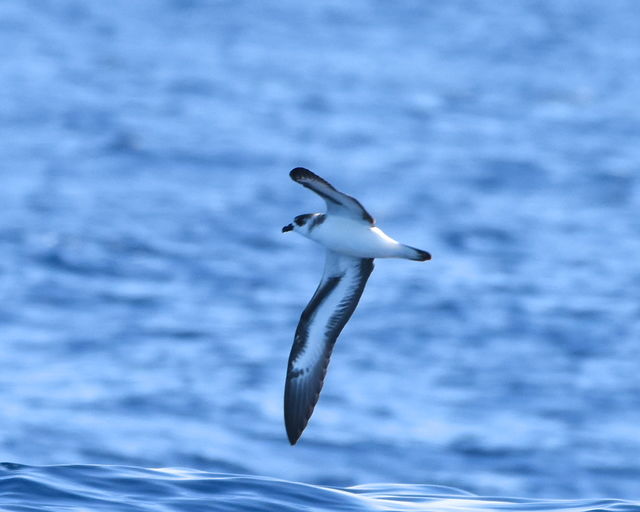 Black-capped Petrel