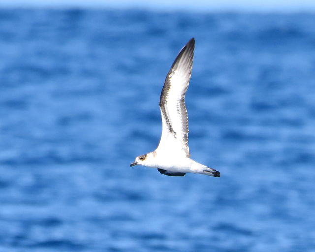 Black-capped Petrel